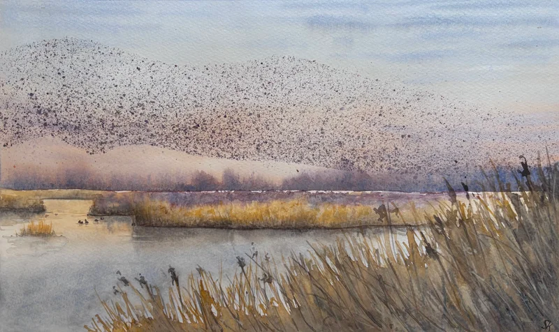 murmuration-on-the-fens